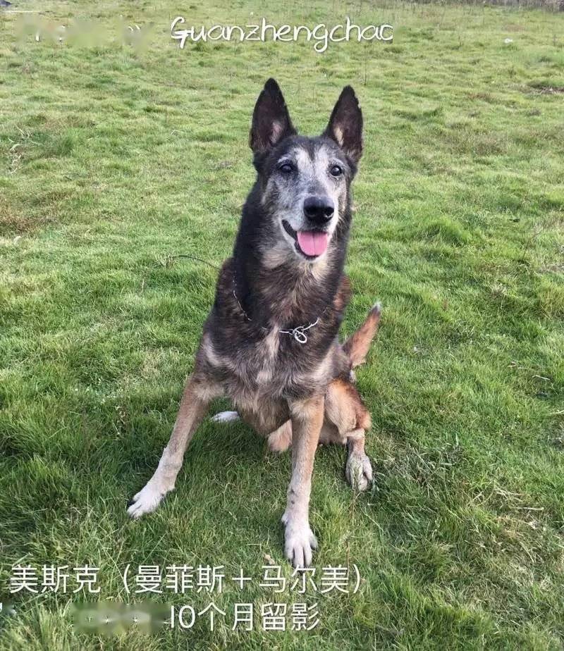 是,白胸白爪虽然不是缺陷,但是有时候也会听到有犬友说带白的才是好狗