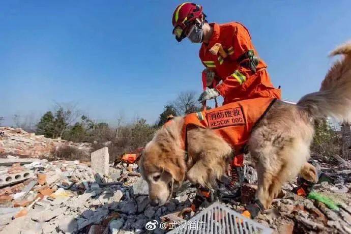 对于搜救犬图图来说 它的生活比宠物狗辛苦得多  图图是武汉消防