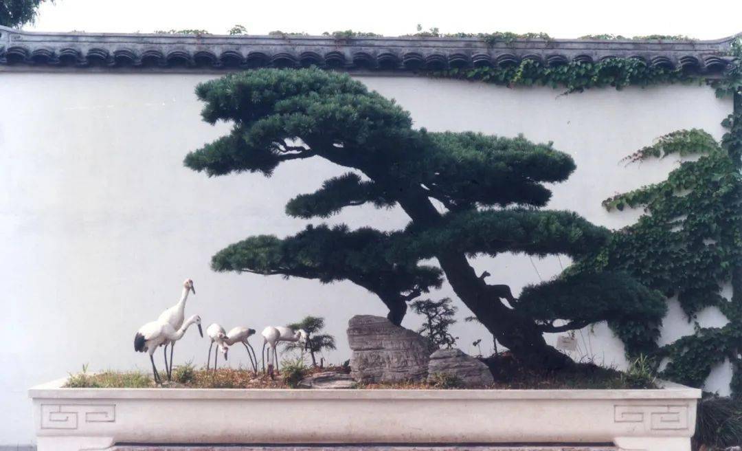 说起上海植物园盆景园的"c位",那必然是《松鹤延年》,《苍松迎客》这