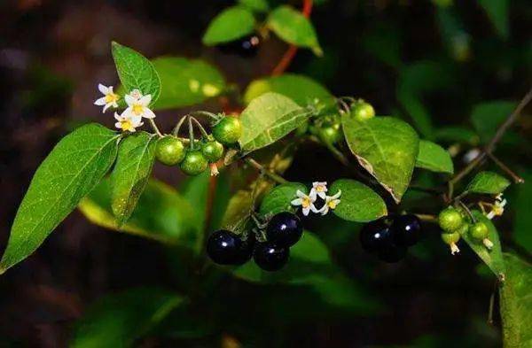 车前草,紫苏,荆芥,薄荷,藁本,圣柳,木贼草,桑叶,菊花,藿香,胡芦巴子