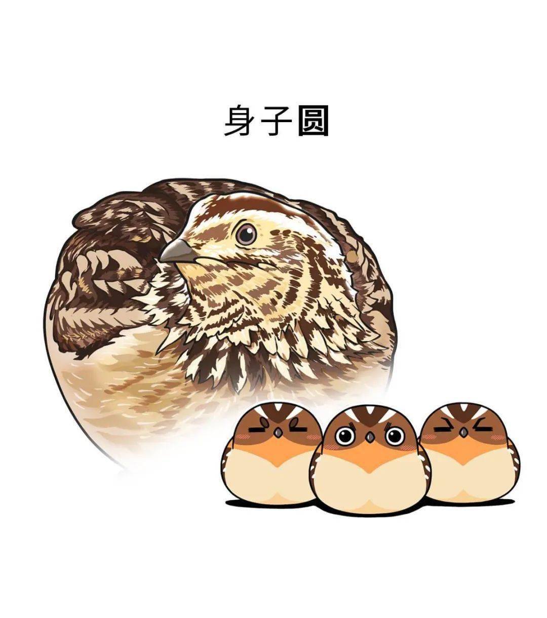 萌想文化肥志百科有空否带你认识一下鹌鹑蛋的妈妈