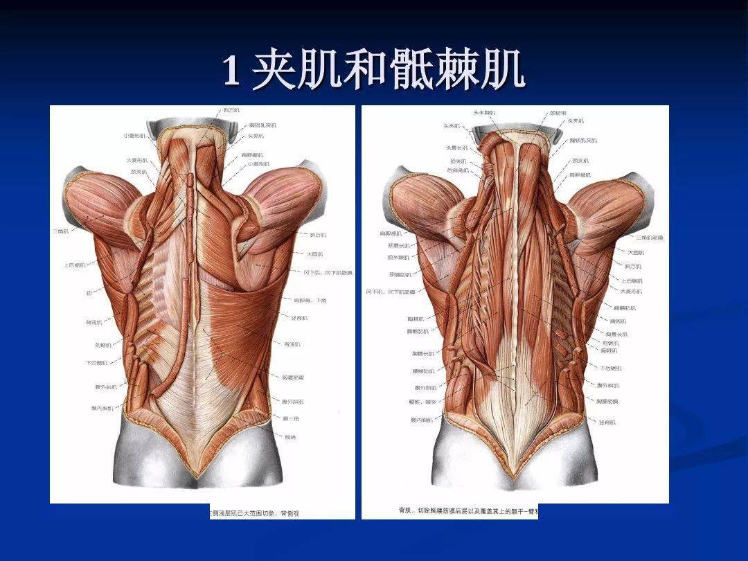 脊柱肌肉解剖图详细图图片