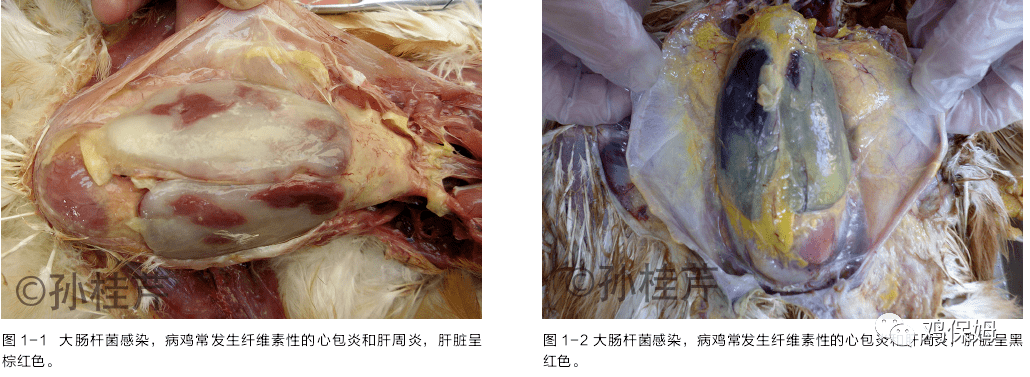 26 種禽肝病的臨床鑑別診斷(精華)_肝臟