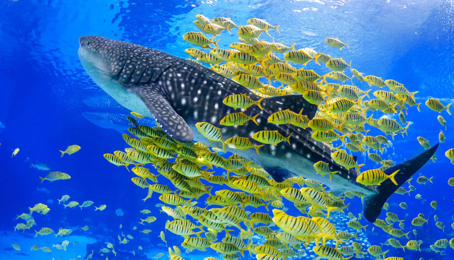 2020世界鲸鲨日活动在珠海启动