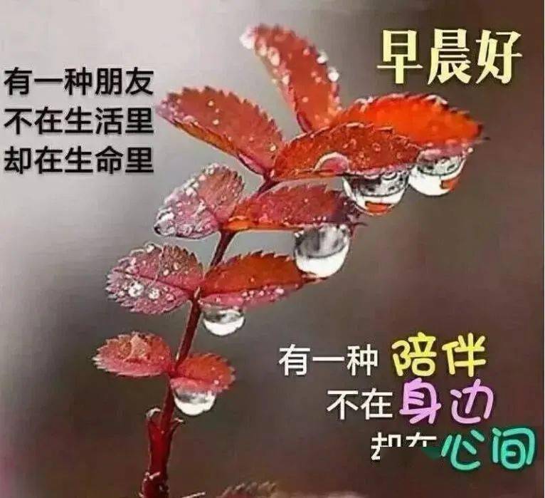 分享朋友圈可愛又漂亮的早上好問候圖片新版漂亮的早上好圖片大全