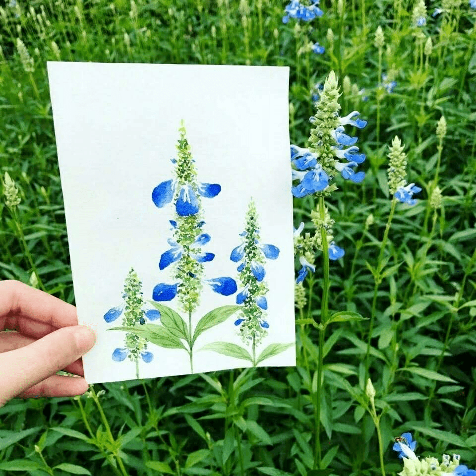 大神手绘作品|水彩花卉写生