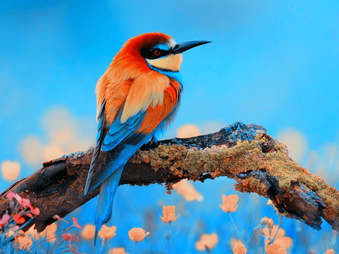 鸟类难以捕捉的灵动之美7大技巧来帮你