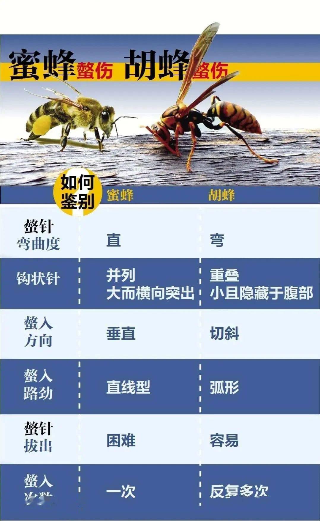 被蜜蜂群围攻身上拔出400多根刺!关于蜂蜇,医生的提醒能救命