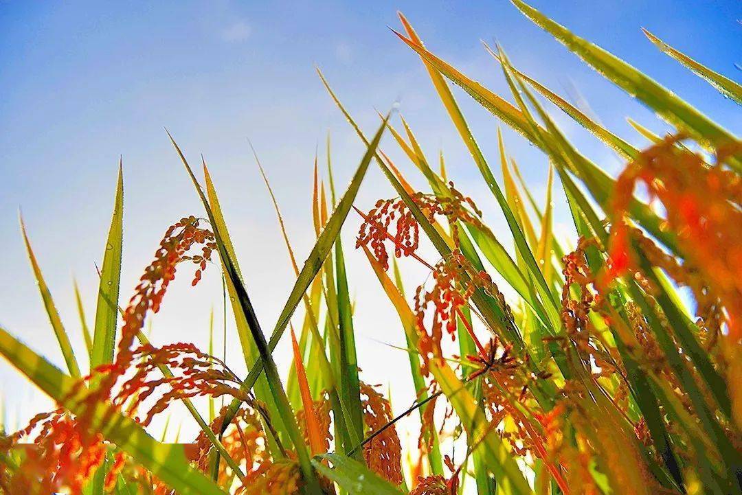 保山昌宁秋染田野遍地金