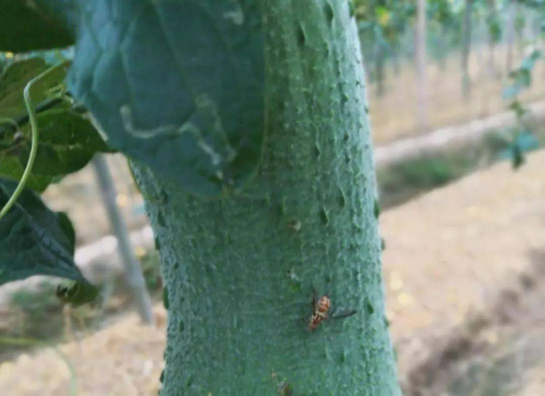 主要危害瓜类蔬菜,成虫以产卵器刺入幼瓜表皮内产卵,卵孵化后,幼虫钻