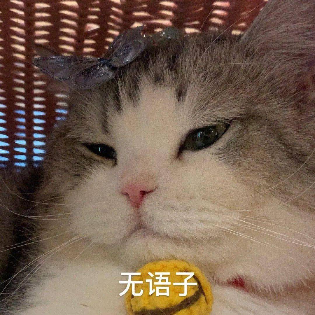 网红猫咪大头表情包图片