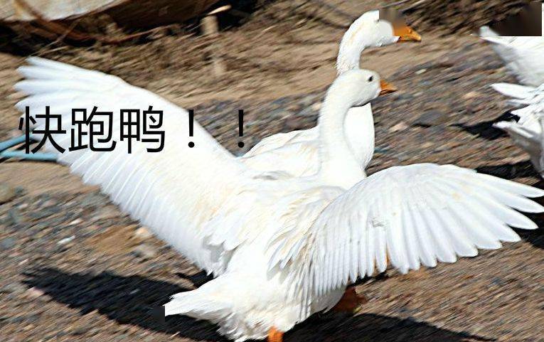 今天,没有一只鸭子能飞出广西