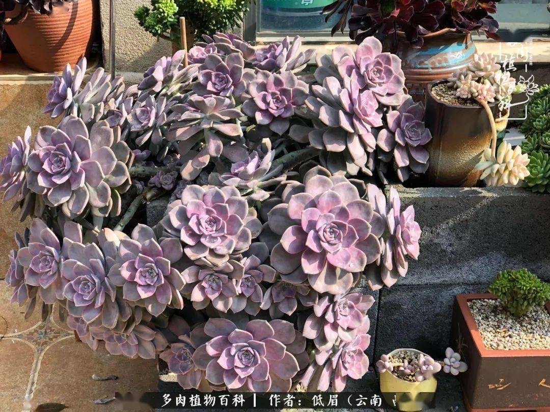 多肉圈里的紫衣小仙女们爱你没商量