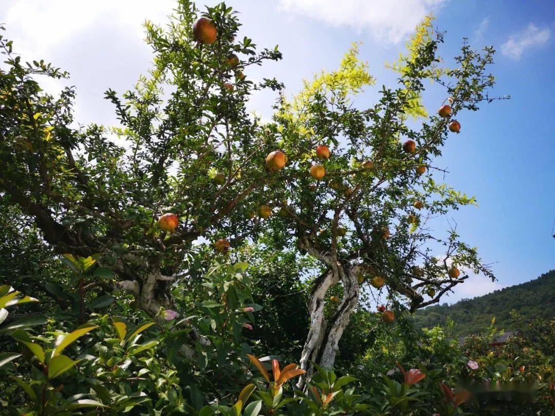 叹这片古石榴林百岁以上557棵10棵树龄300多年了