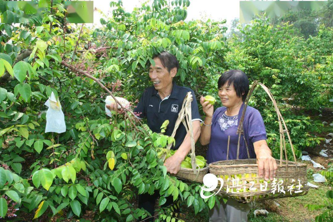 到了烹飪上製作出如初戀般感覺的美食廉江楊桃鴨聽到楊桃鴨這個名字