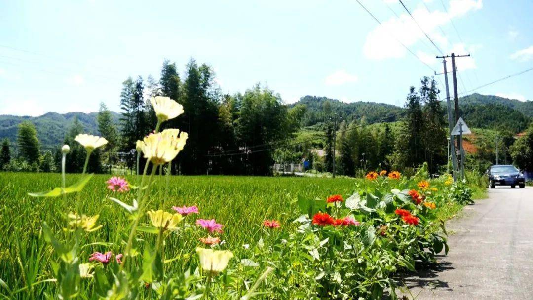 走進宜豐這個鮮花盛開的村莊一個字爽