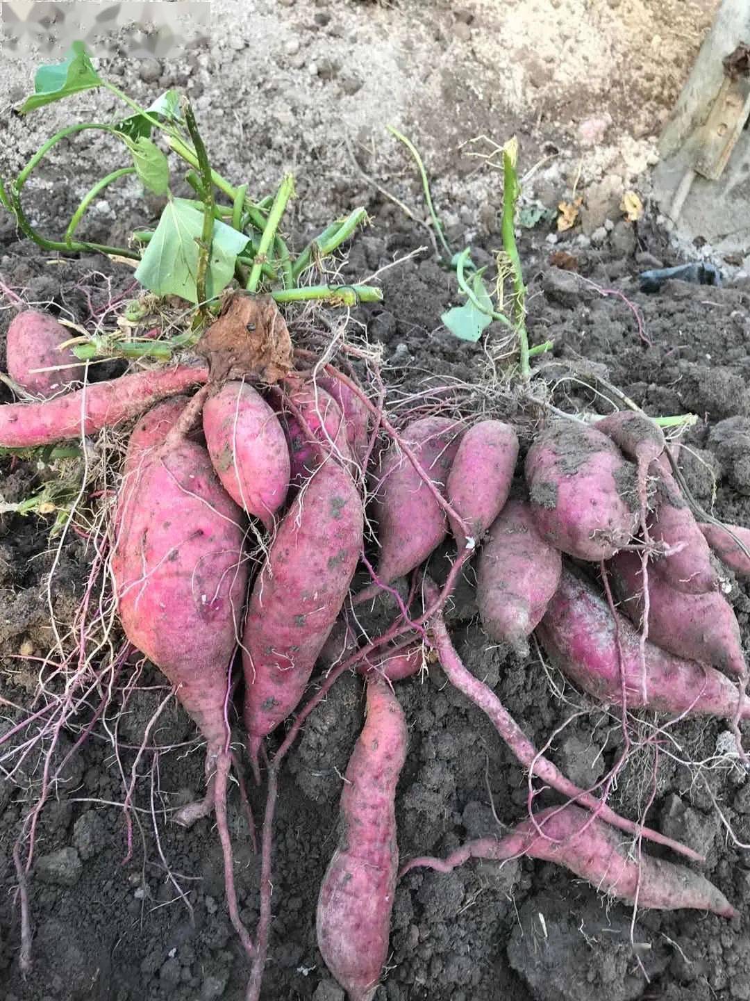 茅畲助农鸟山迷你甘薯熟了