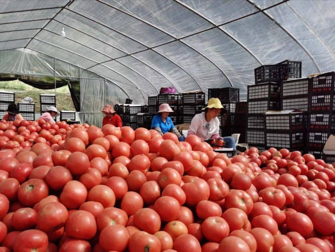 订单式大棚有"钱"景:"状元县"果蔬闯国际都会