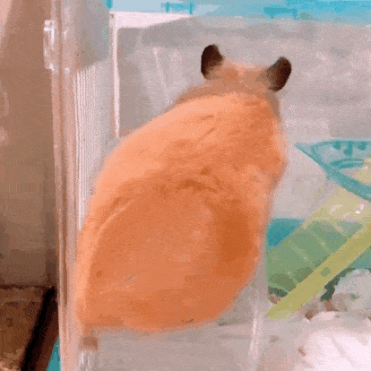 不过,野生仓鼠可以在大自然界随意地跑动,但宠物仓鼠却没有那么大的