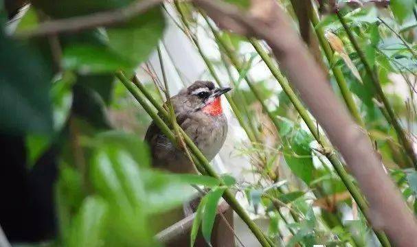 鸟友汇散养乐趣多