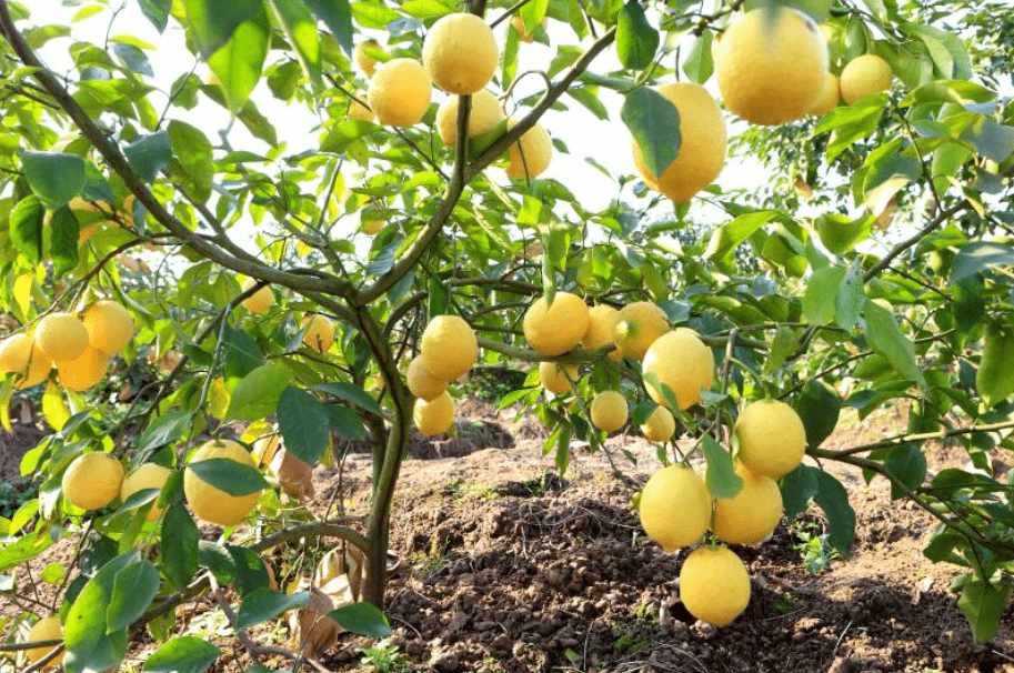 种植面积52万亩产量61万吨全国80的柠檬都出自这里小柠檬背后110亿元