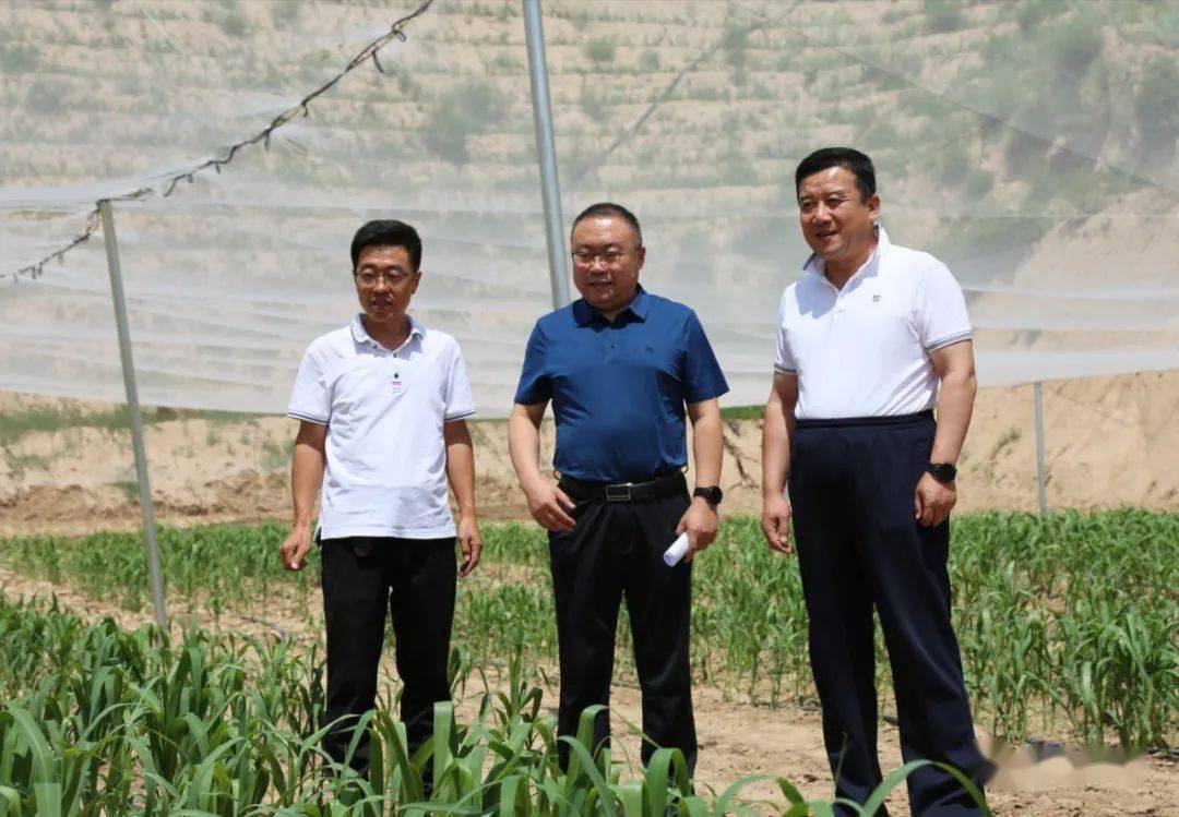 米脂县委常委,常务副县长崔飞介绍,米脂县委,县政府将小米确定为首位