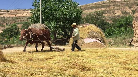 大西北农村牛碾场