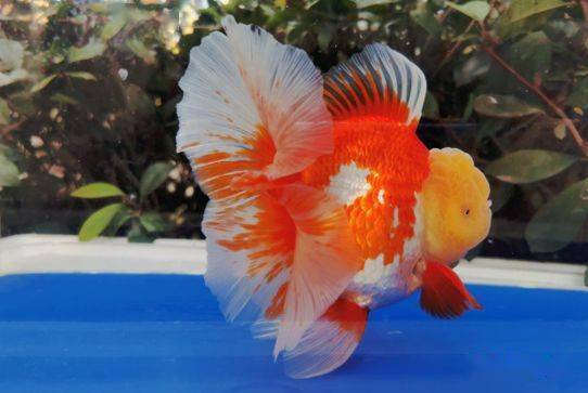 苏州实体店,留养明年的种母欣赏,s渔场原装进口!_金鱼