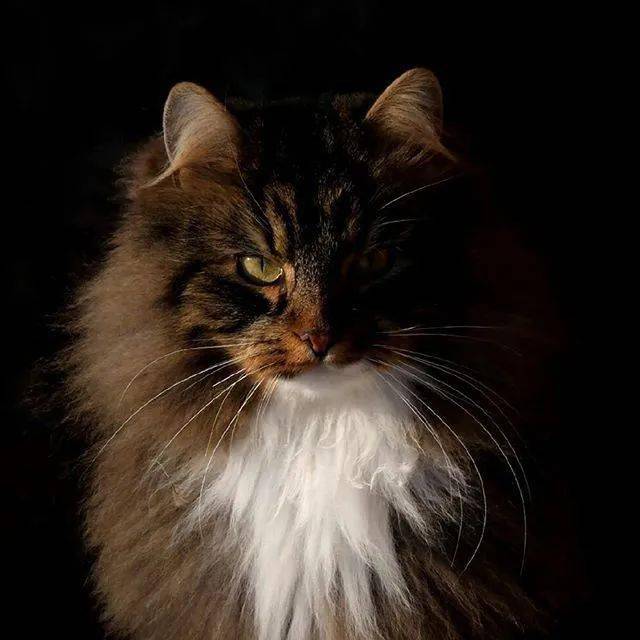 挪威森林猫一种走路带风的猫太霸气了