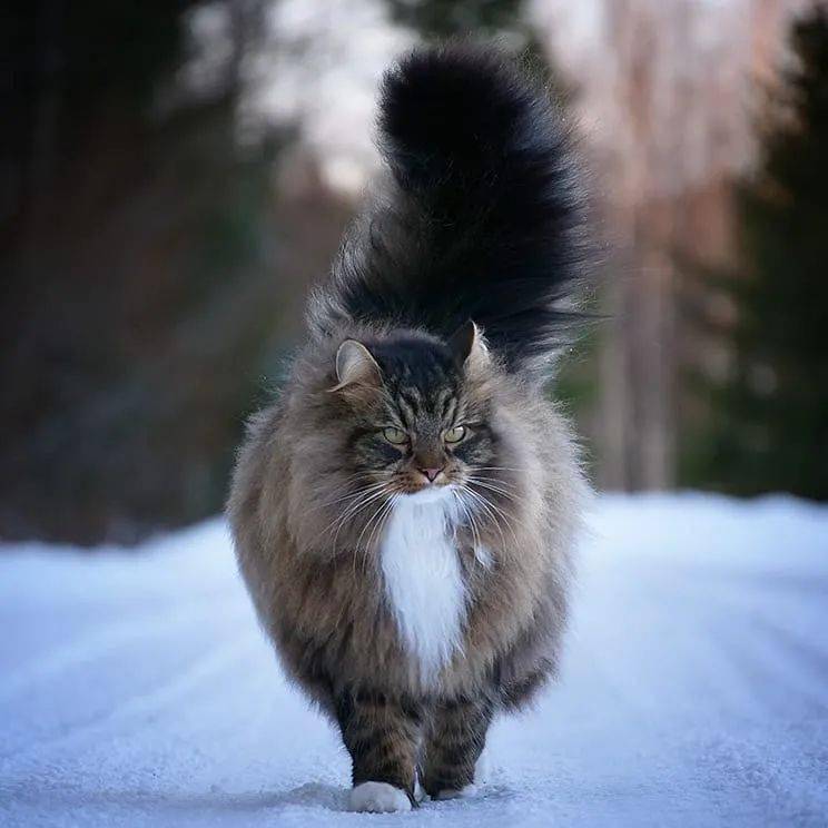 挪威森林猫一种走路带风的猫太霸气了