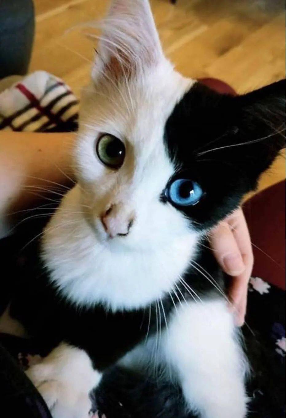 背心猫阴阳猫拼接猫兔子猫佐罗猫忍者猫络腮胡猫爱心猫