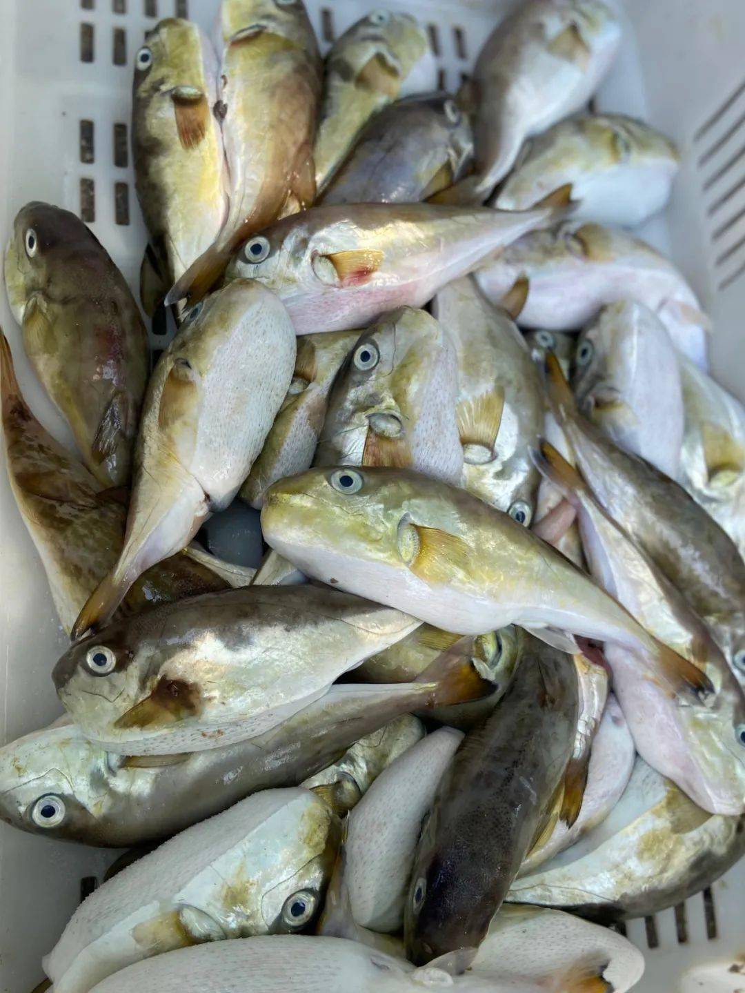 青岛开海了,吃点什么好呢?