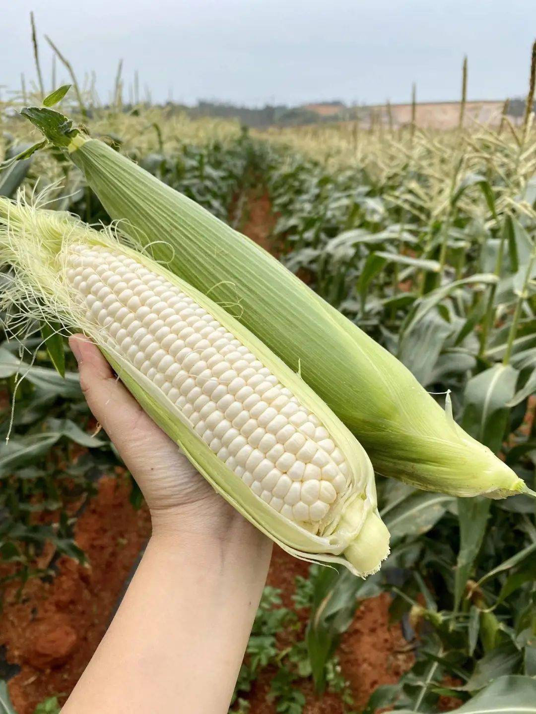 玉米界的爱马仕抢云南牛奶玉米4斤装扒皮即可直接生吃的牛奶玉米甜度