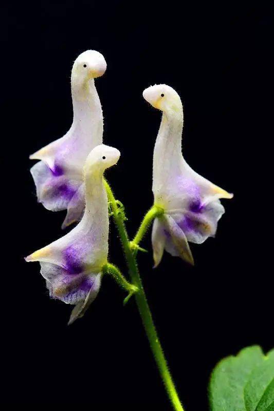 亭亭玉立的花朵与天鹅十分相似,带着淡淡的清香,形态各异.