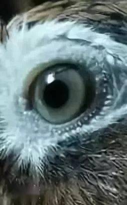 鸟友汇画眉眼道用图分析