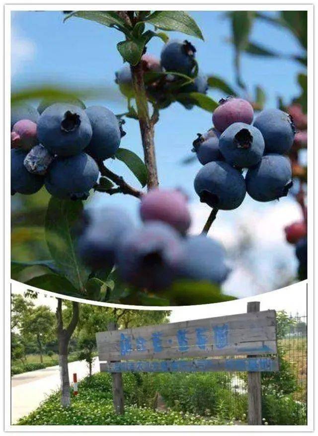 2018年,张马村被评为"中国最美村镇","四园一岛"的农事旅游格局里有可