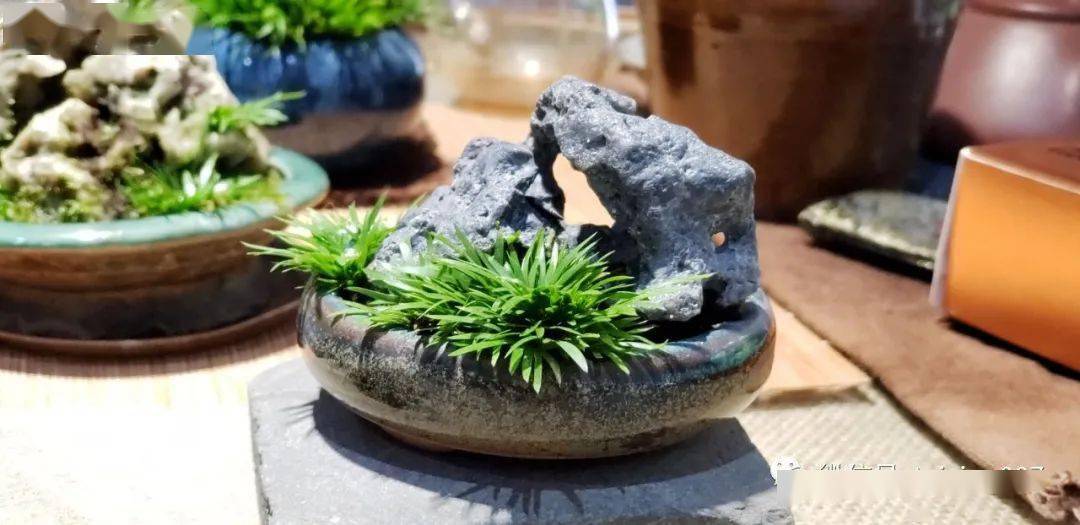 蒲友菖蒲盆景作品欣赏