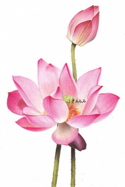 【手绘彩铅】一波唯美的手绘花卉彩铅画