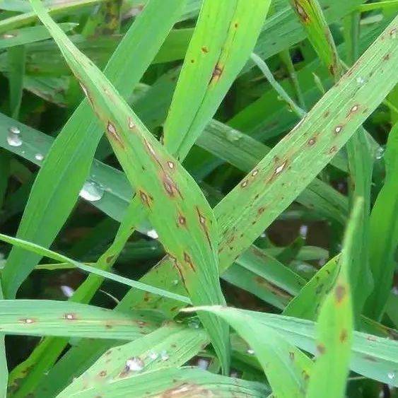 病虫情报 | 警惕晚稻稻飞虱大发生