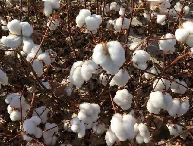 乙烯利与噻苯隆利弊你怎么看