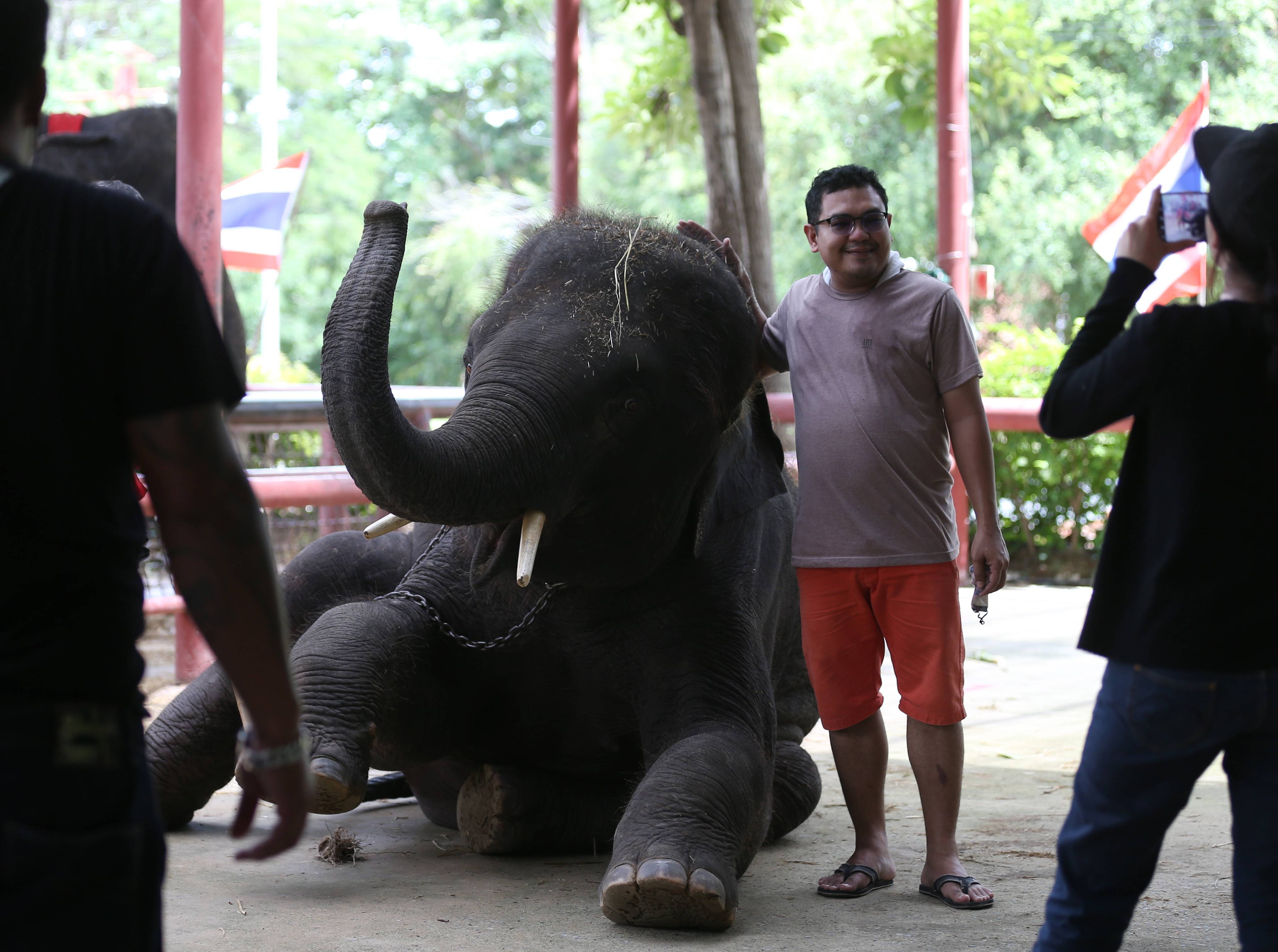 9月8日,一名游客在泰国大城府与大象合影.