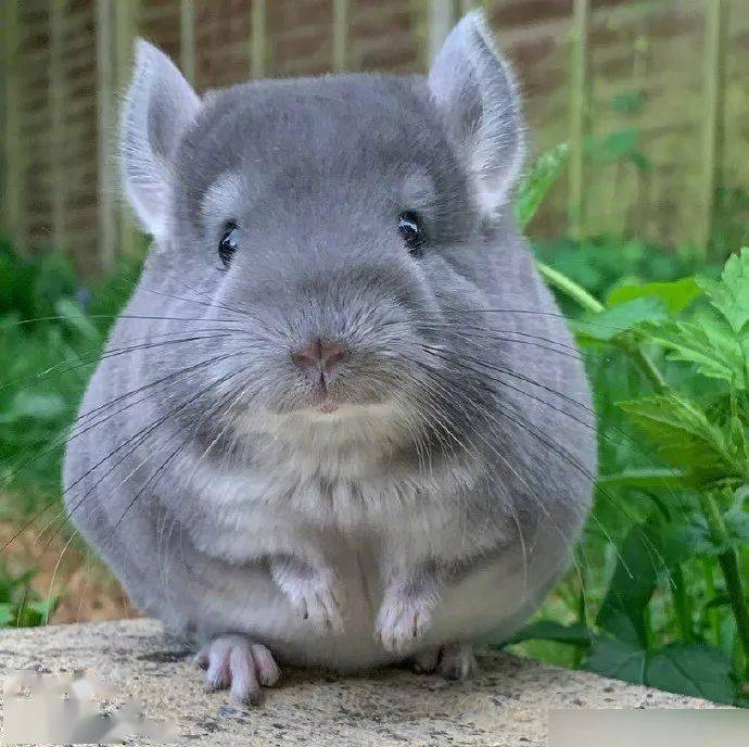 圆滚滚,软糯糯的龙猫猫太可爱啦!_都养