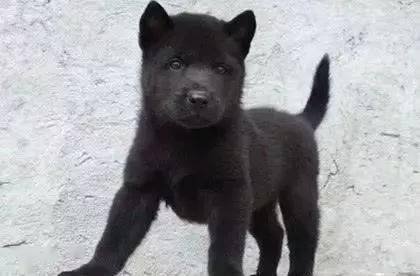 农村里的中华田园犬没变,变的还是人心