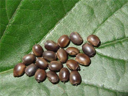 第二招:虫卵射击张开翅膀的竹节虫如果竹节虫被发现,它们也不会乖乖