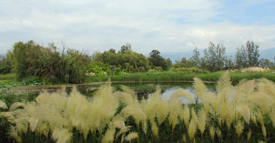 邛海湿地的蒲苇美景私藏了一波惊艳的秋色
