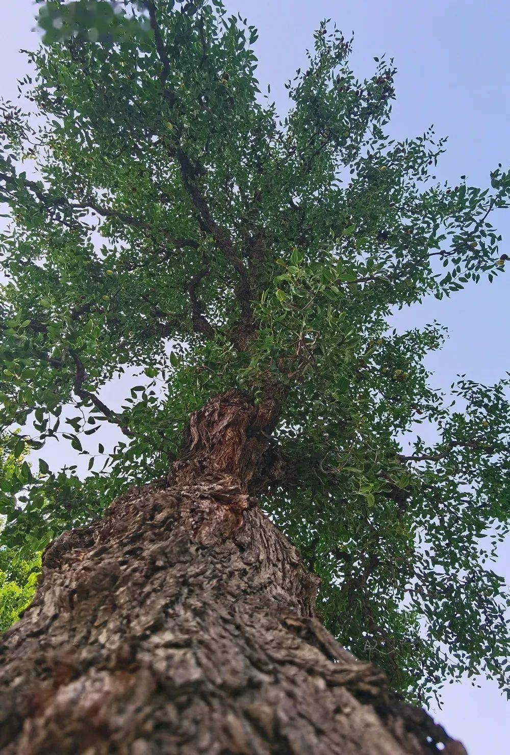 龙枣树枝干图片