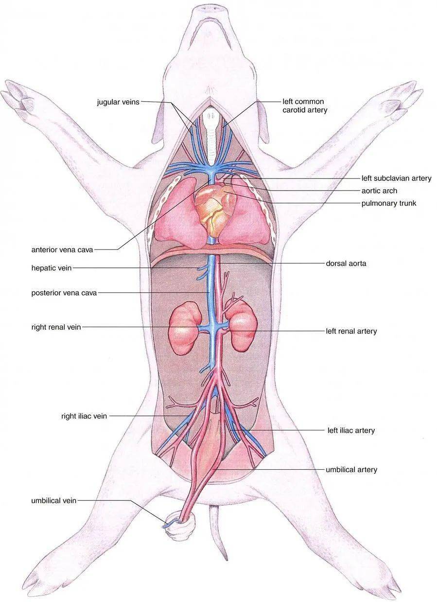 猪颈动脉位置图解图片