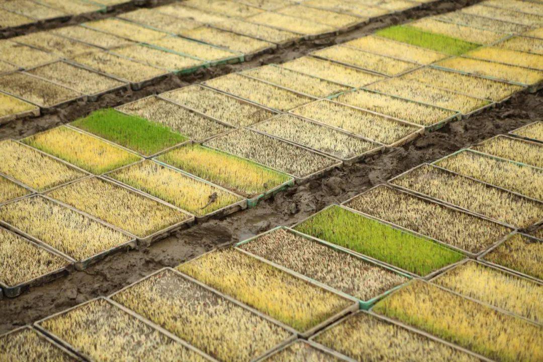 2020年家绿松江大米新米正式登场啦!_稻田