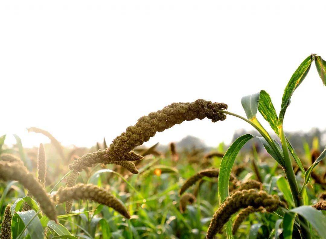 朗朗秋日共话桑麻