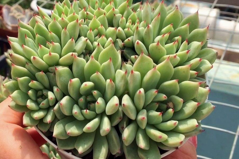 肉肉新品太受欢迎小言简单介绍绿爪养护小常识仅供参考